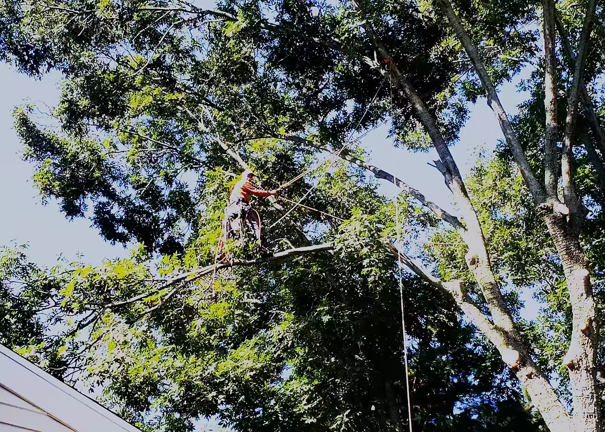 Climber on ropes high in the leafy canopy of a large tree against a blue sky
